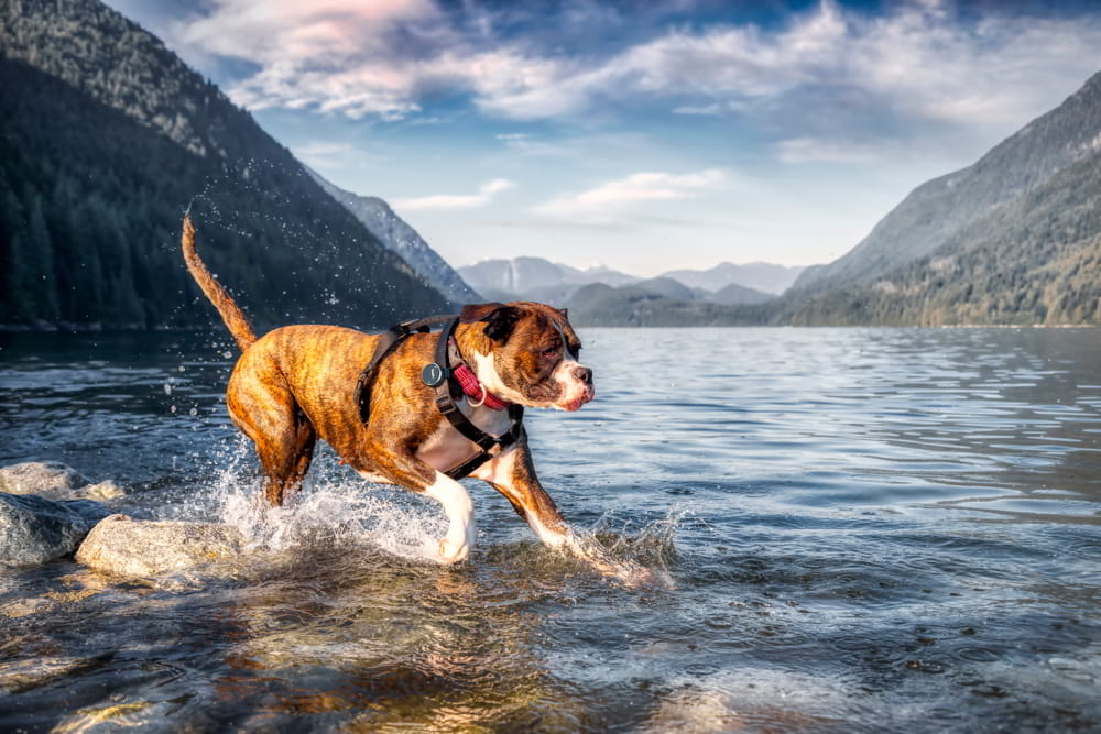 Comment garder votre chien en bonne santé : introduction au bien-être canin de TrackiPet