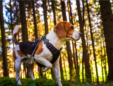 Dressage de chiens – Guide essentiel de TrackiPet pour les parents de chiens