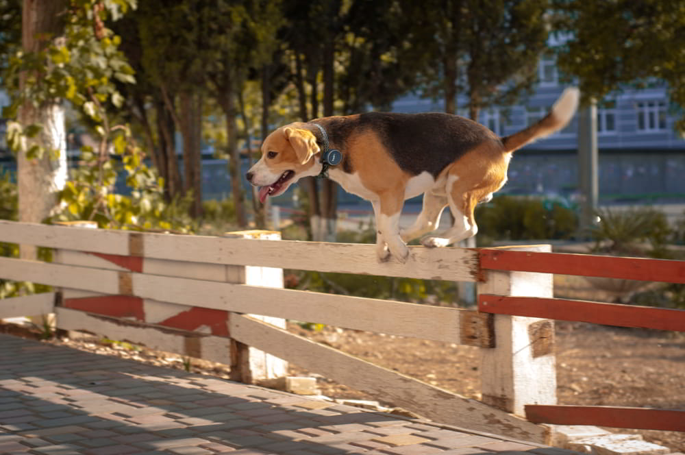 SOS canin ! Que faire si votre chien se perd