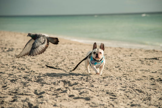 Happy Tails! Le Guide de TrackiPet pour planifier des vacances parfaites avec votre chien