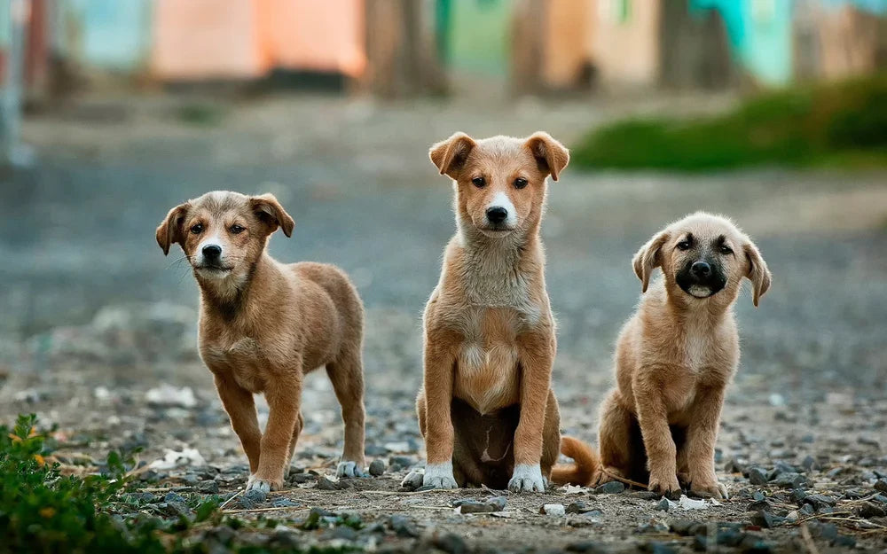 Adoption de chien : créer un foyer pour toujours